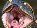 Anaconda