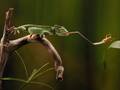 Kameleon