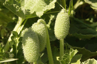 Zaadexplosie van de springkomkommer