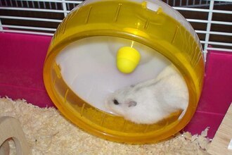 Hamsterwiel (Havo examen 2026-1, opg1)