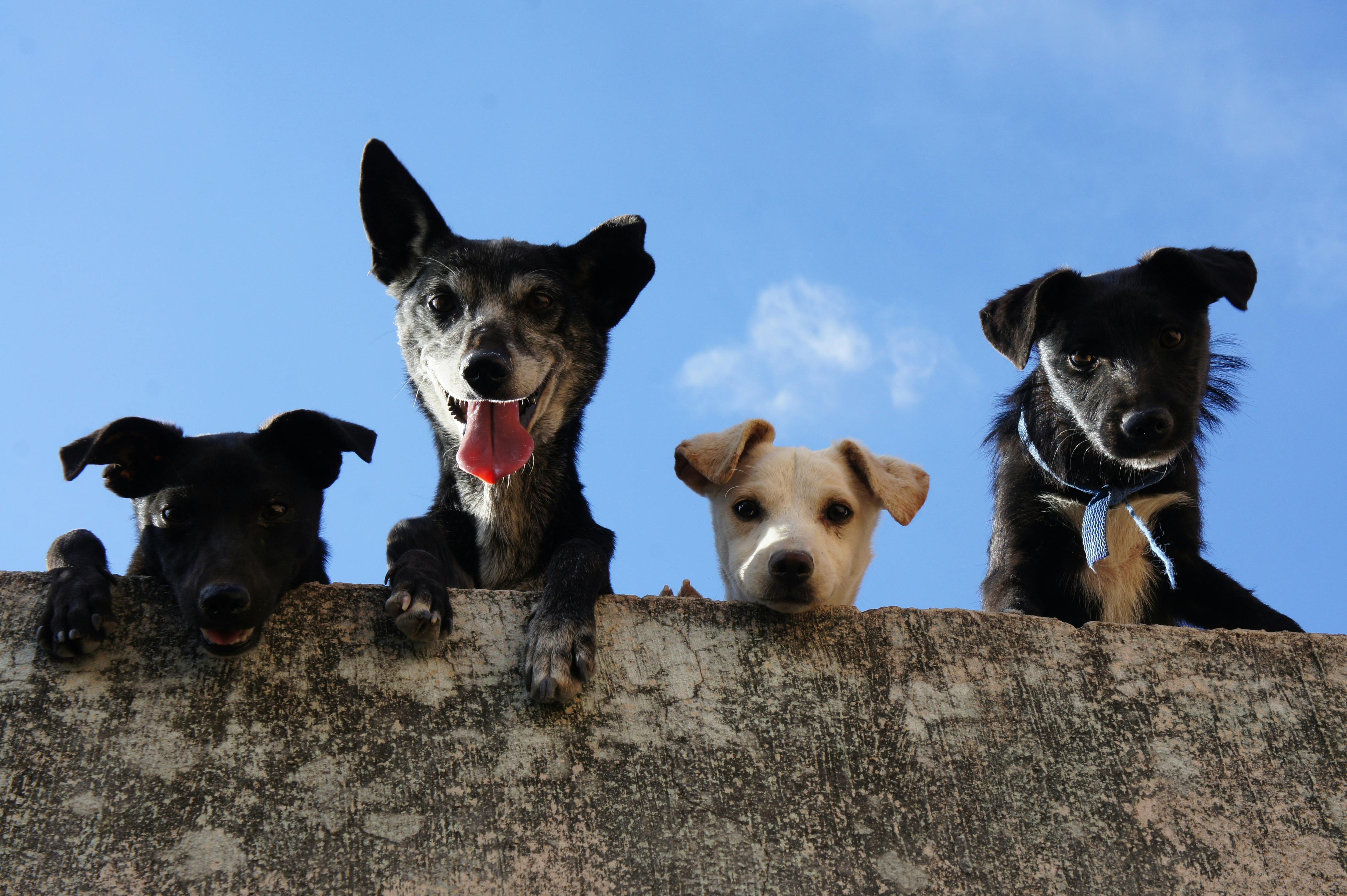 Honden