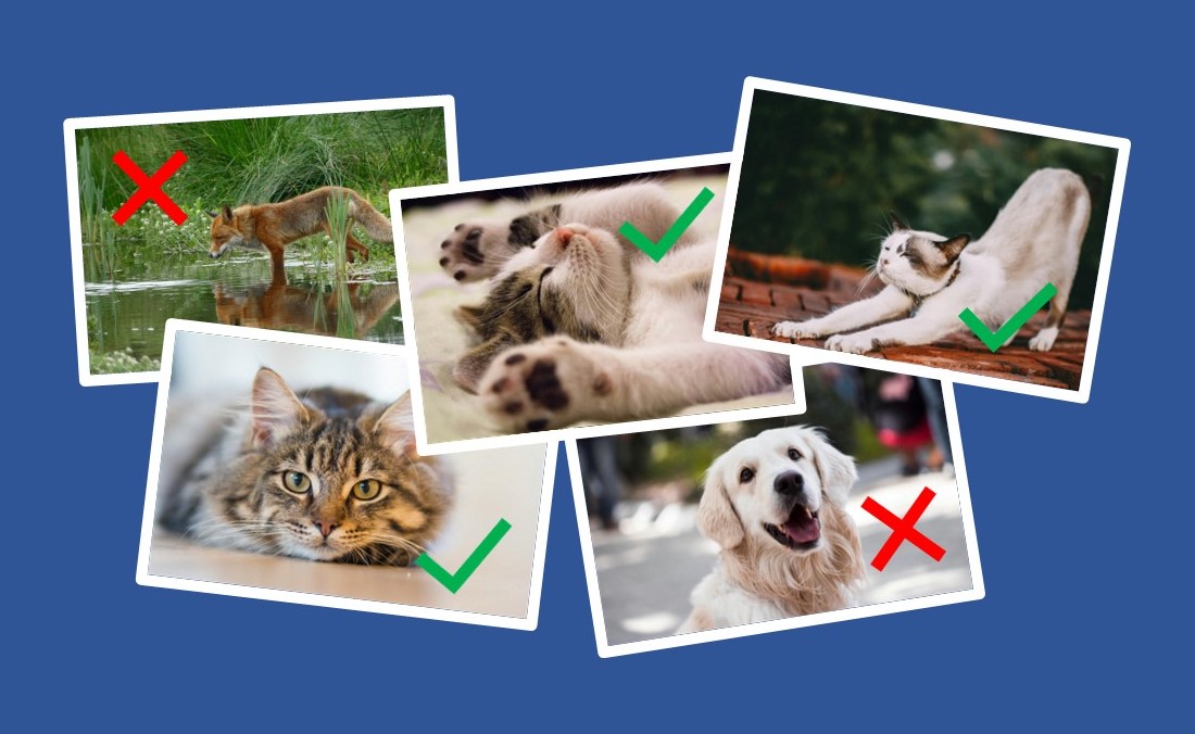 Figuur 3: Om AI te trainen om een kat op een foto te herkennen, moet je heel veel foto’s van katten en andere dieren invoeren. Bron: Pexels.