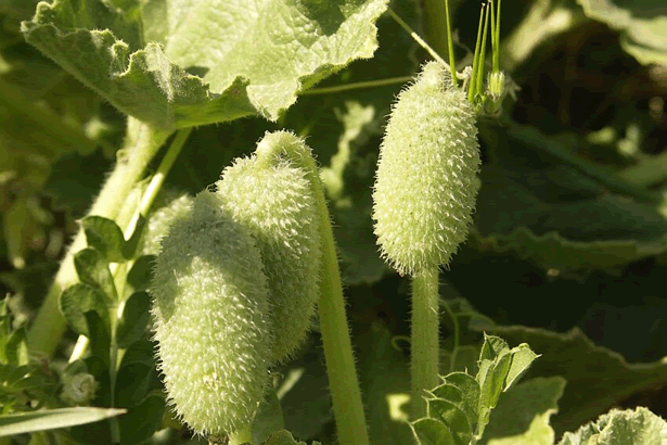 Figuur 1. Springkomkommer. Bron: Wikipedia