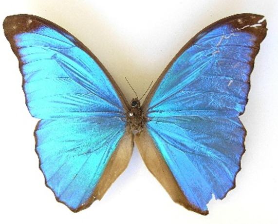 Figuur 1. Morpho didius, een vlinder die voorkomt in Zuid-Amerika. Bron: Wikipedia