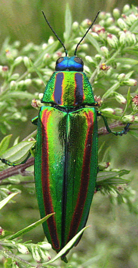 Figuur 3. Chrysochroa fulgidissima, een prachtkever uit Japan. Bron: Wikipedia