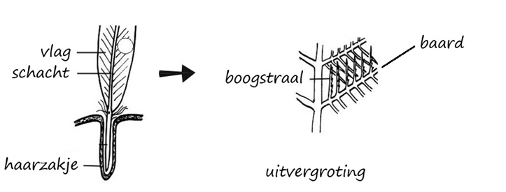 Figuur 8. Structuur van een veer. Aan de schacht zitten de baarden. Aan de baarden zitten haakstralen en boogstralen. Er is dus een gelaagd geheel. Bron: Bewerking van Wikipedia.