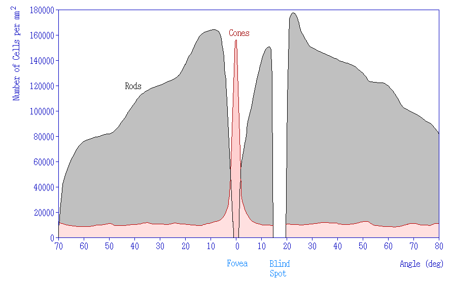 Figuur 5: Verdeling van staafjes (rods) en kegeltjes (cones) in het menselijk oog. Je ziet dat bij de blinde vlek (blind spot) geen staafjes en kegeltjes zitten. Bij de gele vlek (fovea) zitten juist veel kegeltjes. Bron: WikimediaCommons